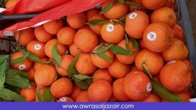 منتوج فاكهة الكليمونتين بالغرب الجزائر